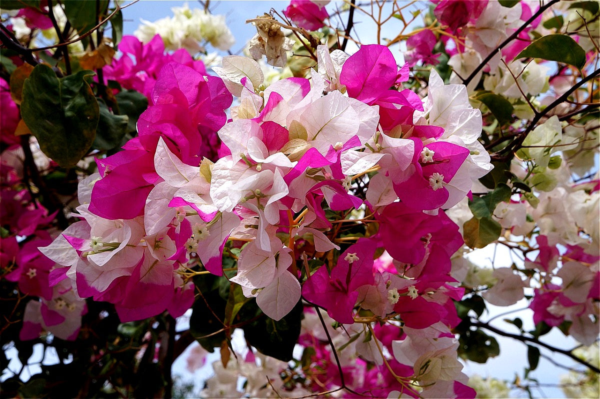 Bougainvillea