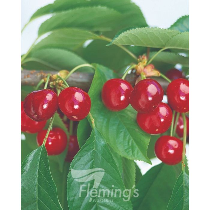 Dwarf Cherry Special