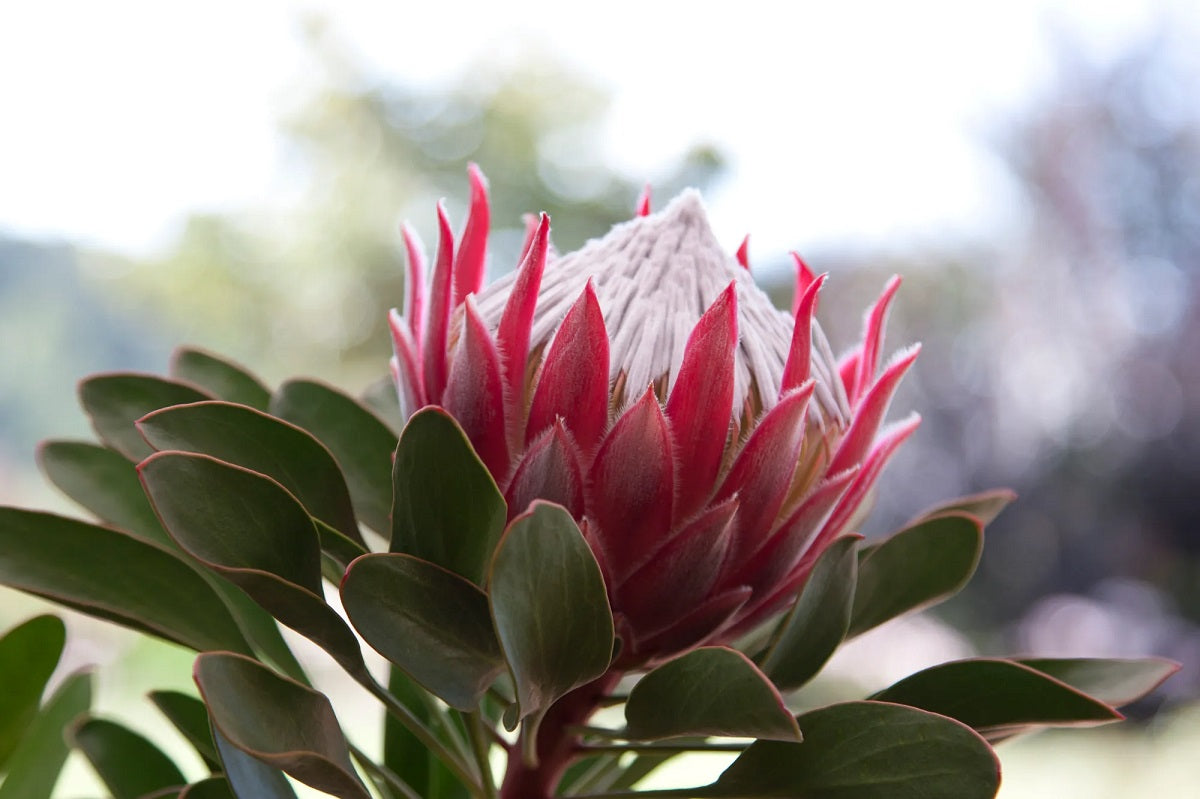 Proteas