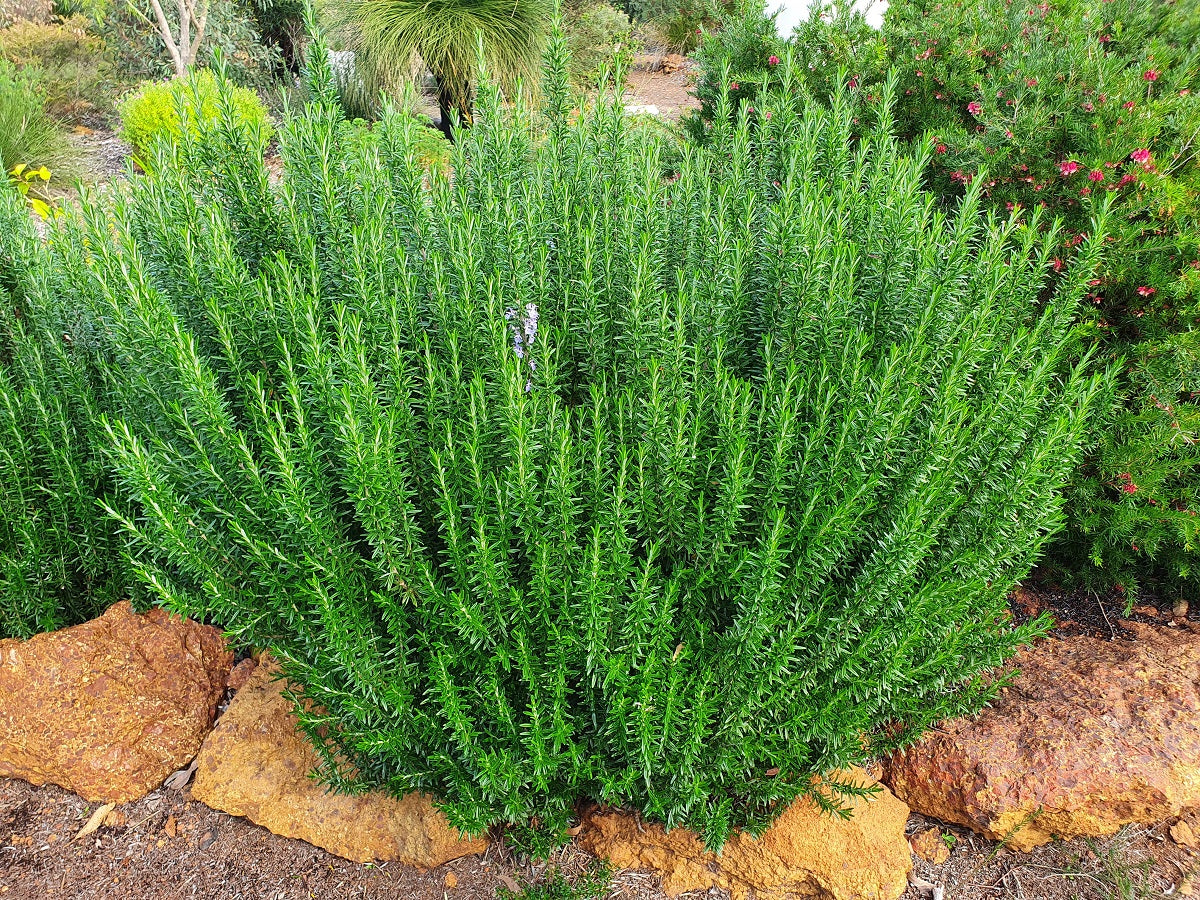 Kambarang Rosemary