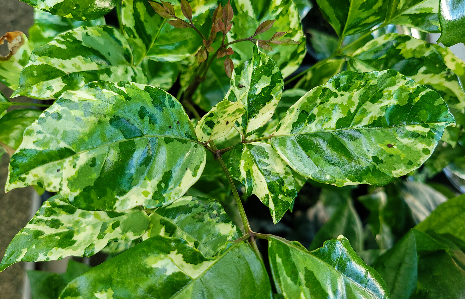 Radermachera sinica - FUSION WHITE - Variegated China Doll