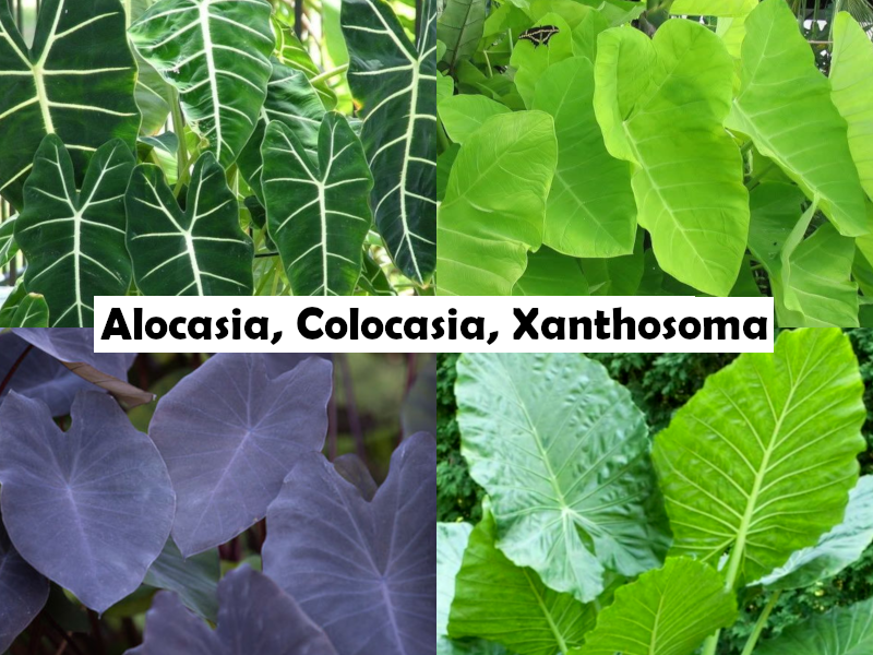 Colocasia esculenta rubra - Red-Stemmed Taro