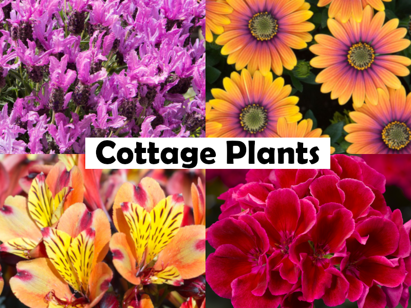 Argyranthemum frutescens - DOUBLE PINK - Marguerite Daisy