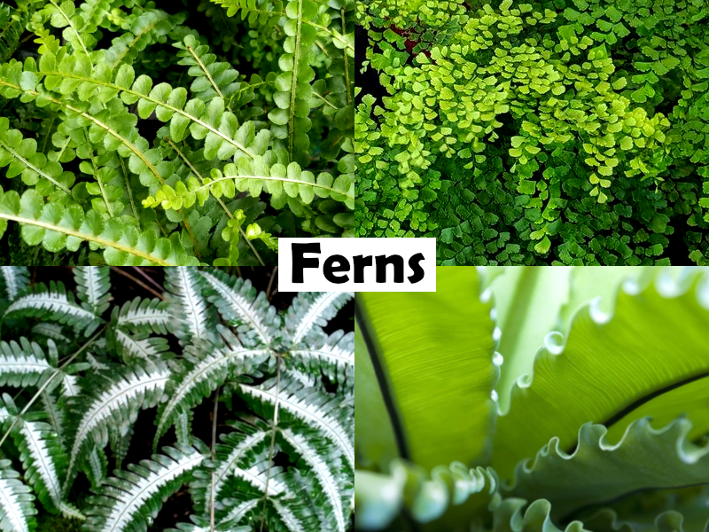 Athyrium niponicum - Japanese Painted Fern