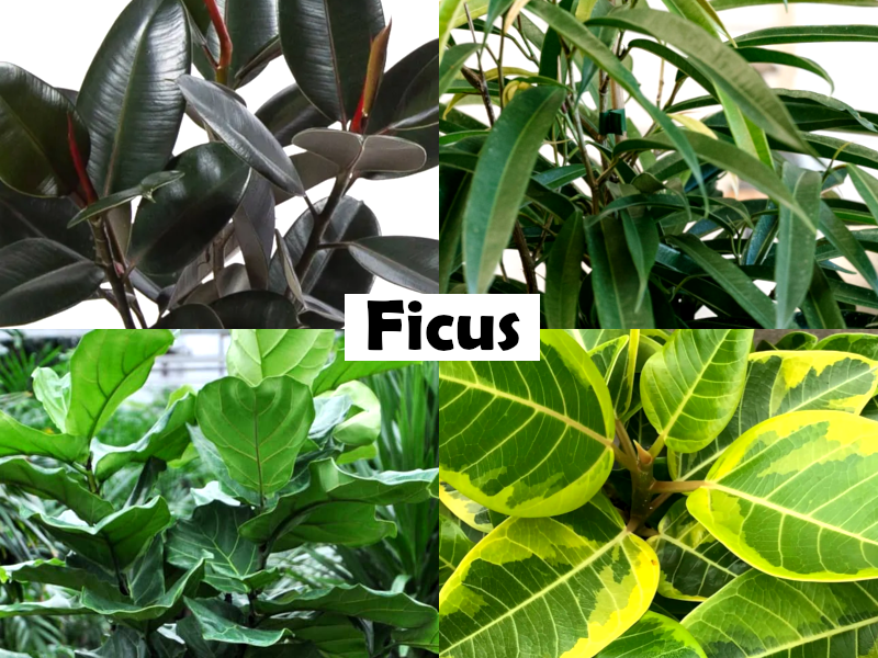 Ficus benjamina - INDIGO - Weeping Fig