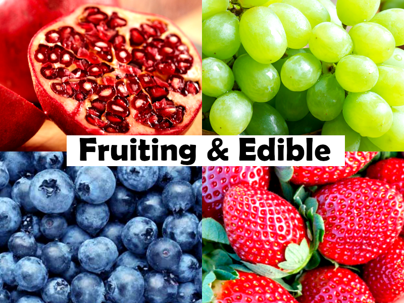 Actinidia deliciosa - Female - Kiwifruit