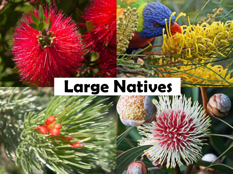 Grevillea johnsonii x longistyla - ELEGANCE - Graceful Grevillea