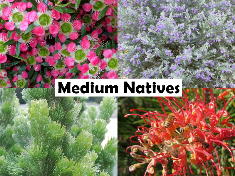 Guichenotia ledifolia - Pink Paper Bells