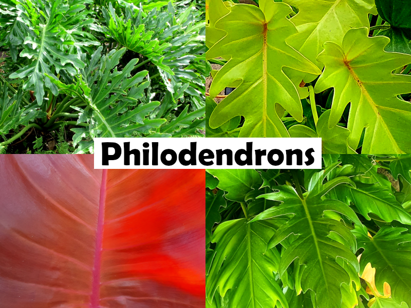 Philodendron - PAINTED LADY Totem