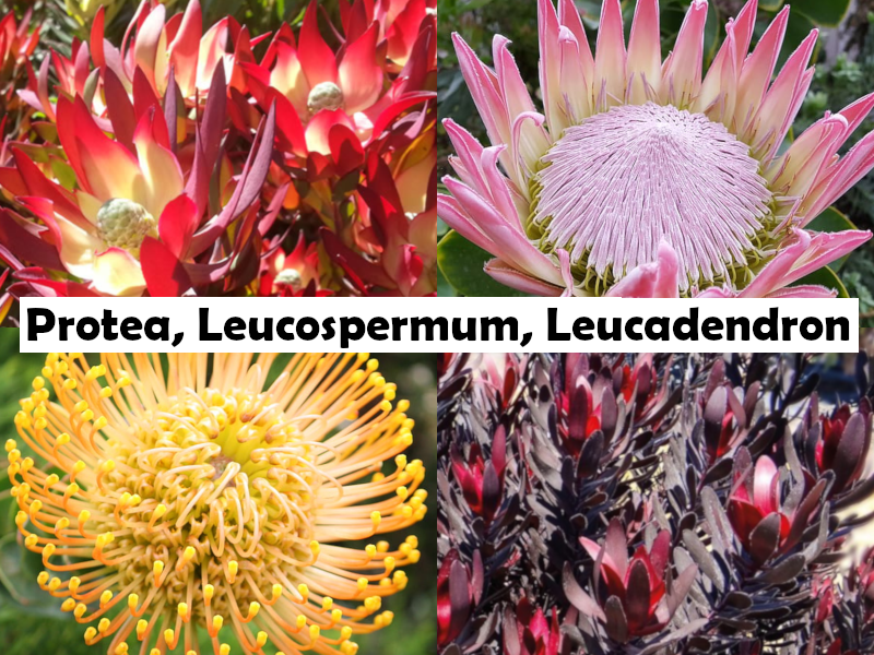 Leucadendron - POT OF GOLD - Conebush