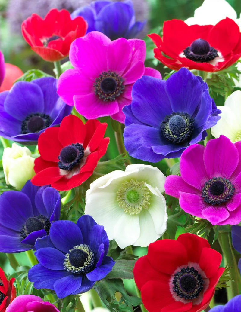 Mr Fothergill's - Anemone De Caen Mixed Bulbs Value-Pack