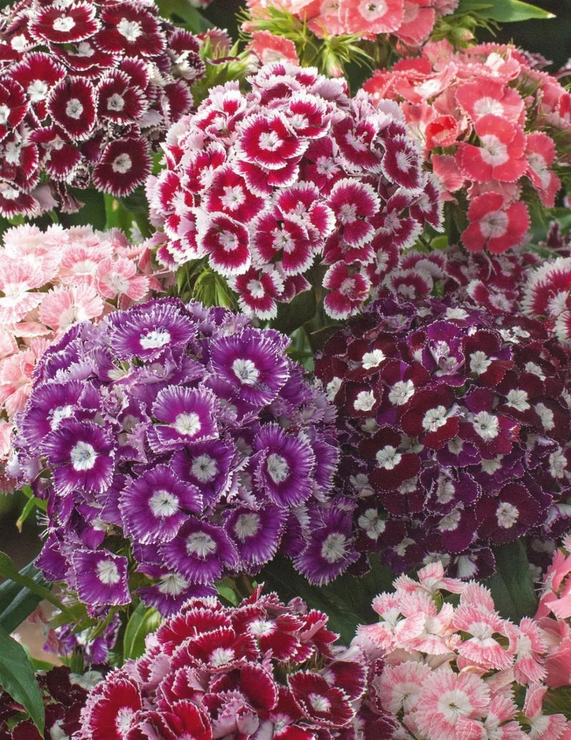 Mr Fothergill's - Sweet William Electron Mixed Seeds