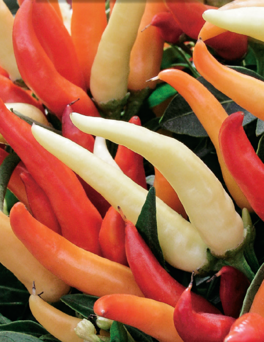 Mr Fothergill's - Chilli Fire And Ice Seeds