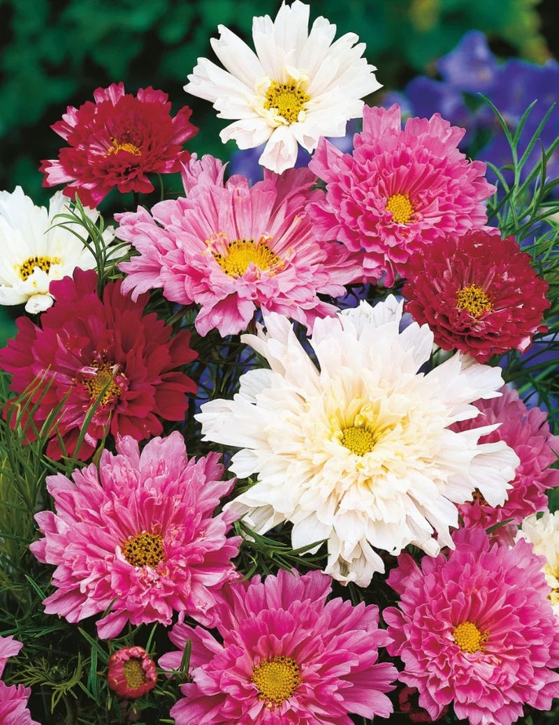 Seeds D Cosmos Double Click Mix