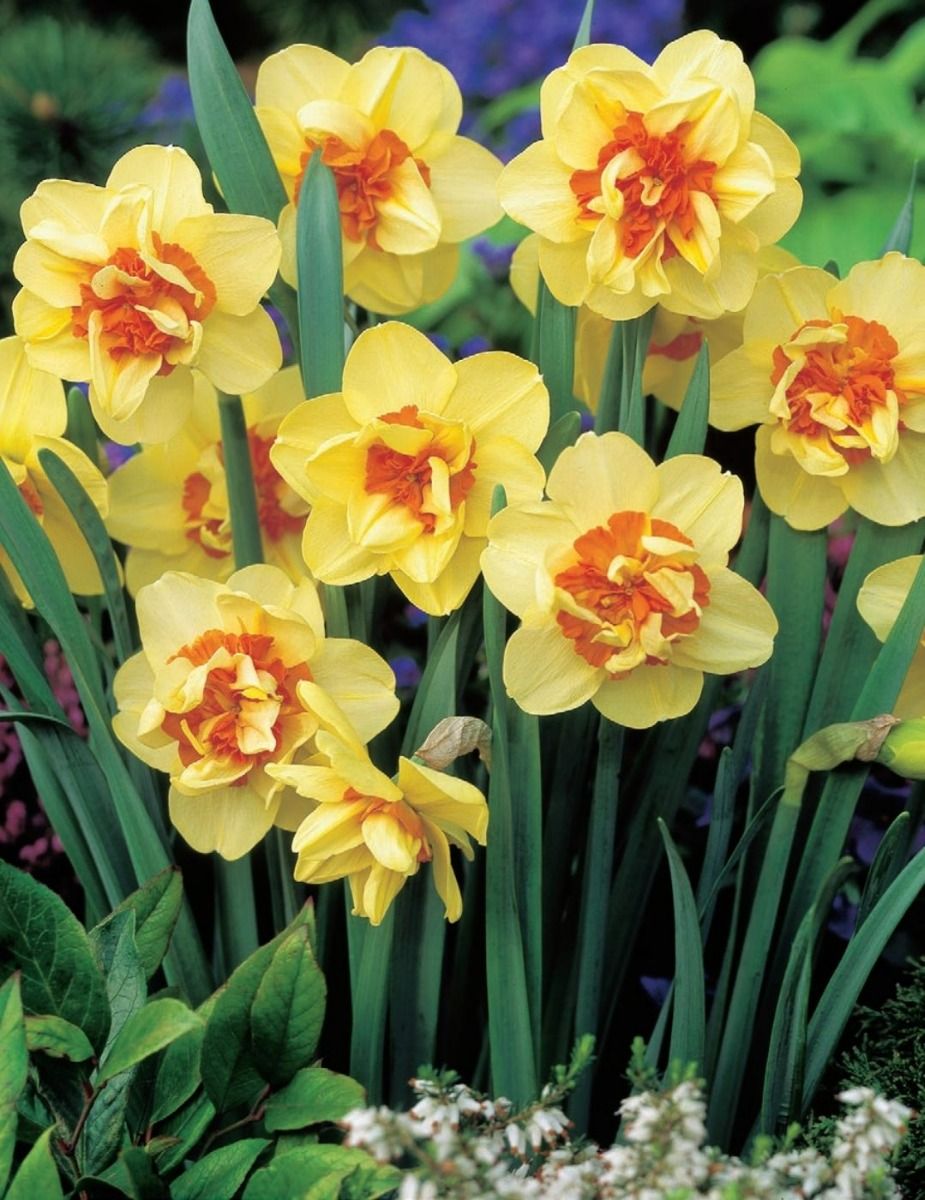 Mr Fothergill's - Daffodil Double Fashion Bulbs