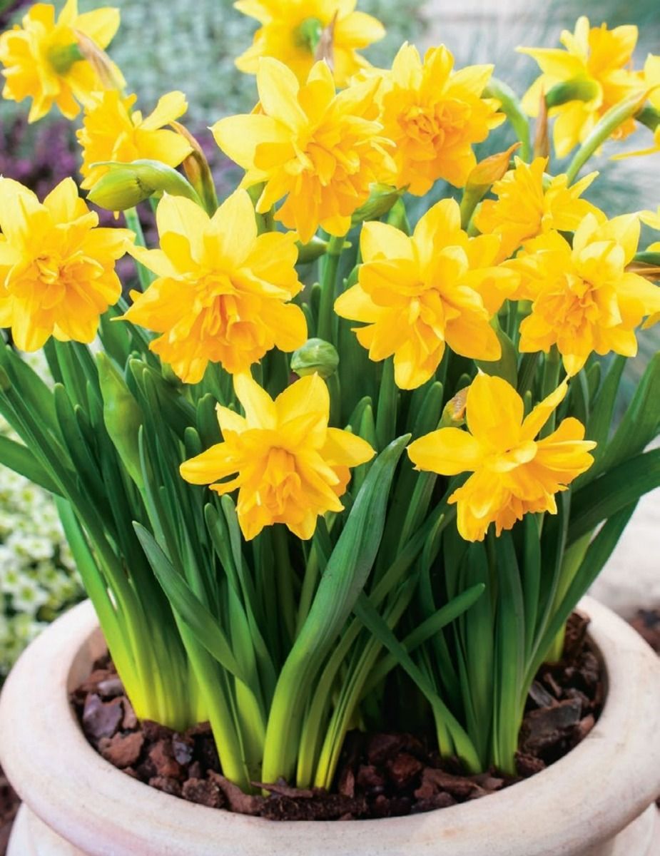 Mr Fothergill's - Daffodil Mini Tete Boucle Bulbs