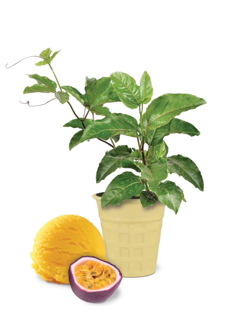 Ice Cream Flavour Grow Kit - Passionfruit