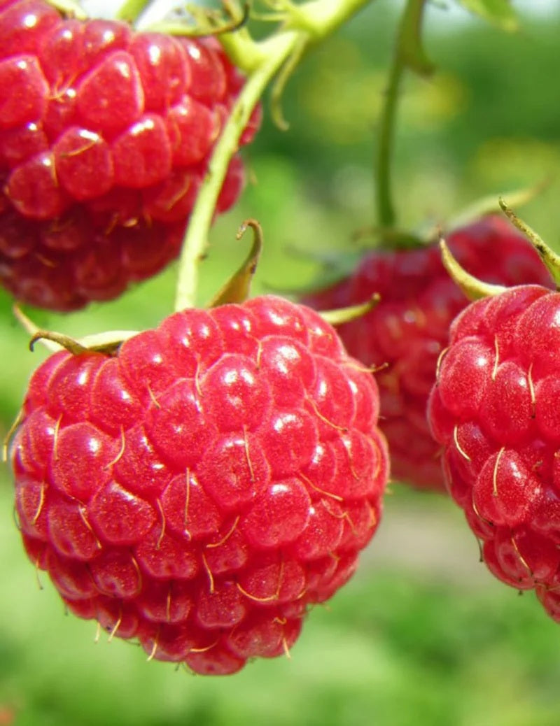 Mr Fothergill's - Raspberry Chilcotin Canes - 2 Canes
