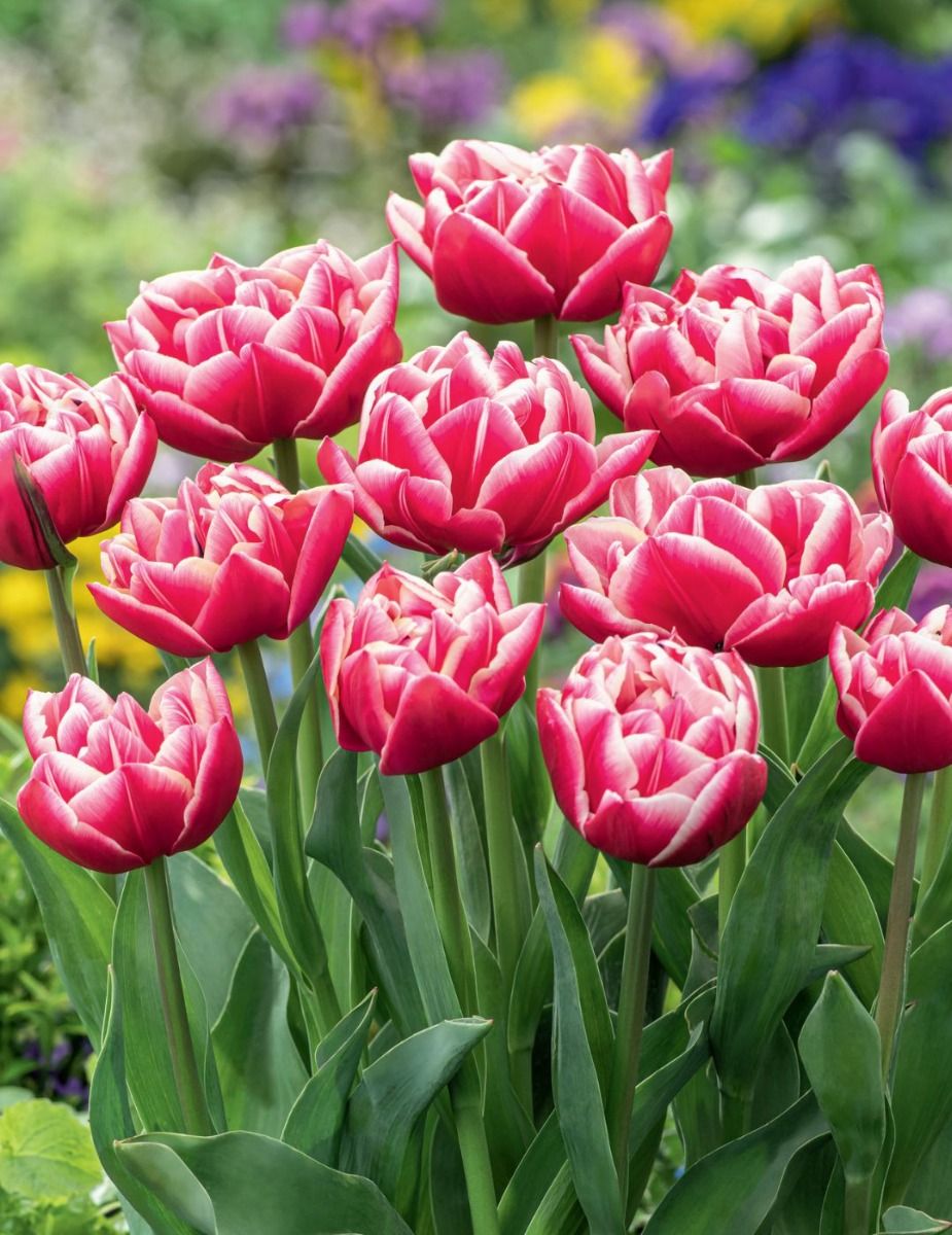 Mr Fothergill's - Tulip Columbus Bulbs