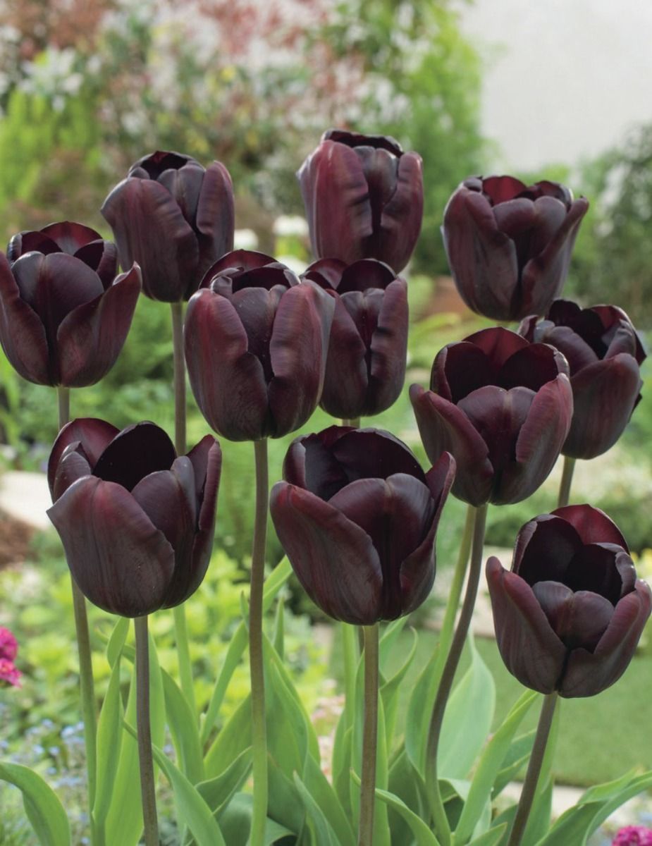 Mr Fothergill's - Tulip Continental Bulbs
