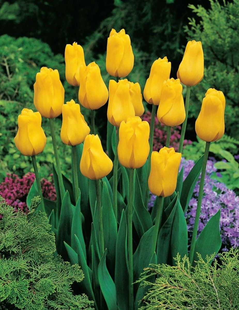 Mr Fothergill's - Tulip Jan Van Nes Bulbs