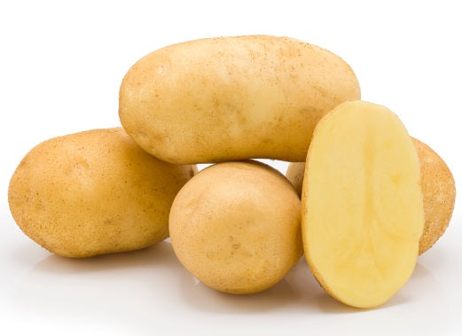 Seeding Potato Avanti