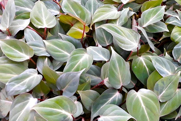 Philodendron gloriosum - Creeping Velvet Philodendron