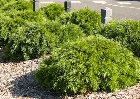 Acacia cognata - MICRO MATT - Bower Wattle 'AC0020' PBR