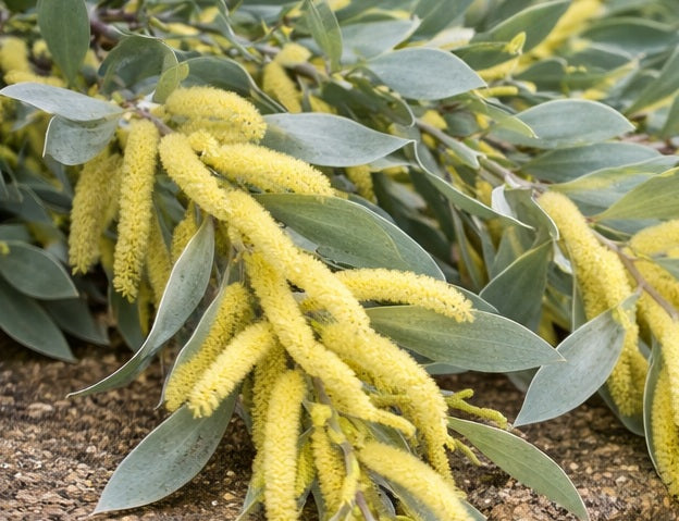 Acacia binervia - STERLING SILVER - Coast Myall