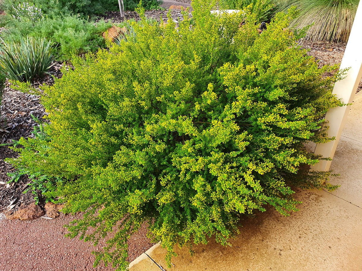 Acacia lasiocarpa - Panjang Glow Wattle
