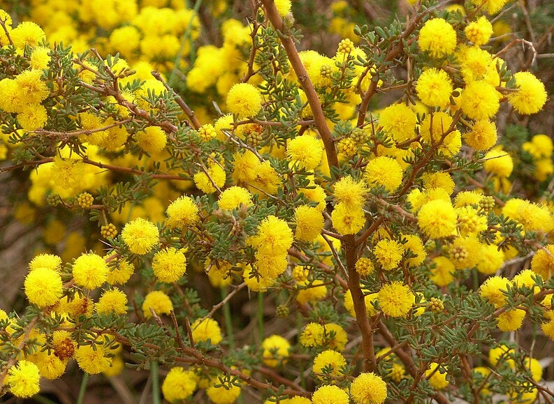 Acacia lasiocarpa - Prostrate Panjang Glow Wattle
