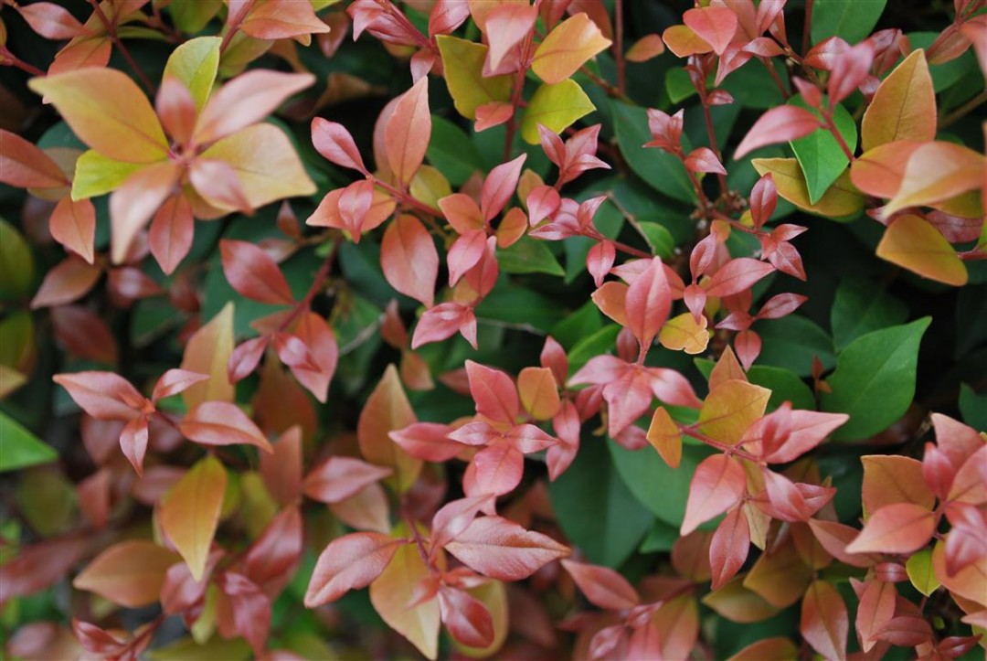 Syzygium smithii - ALLYN MAGIC - Dwarf Lilly Pilly