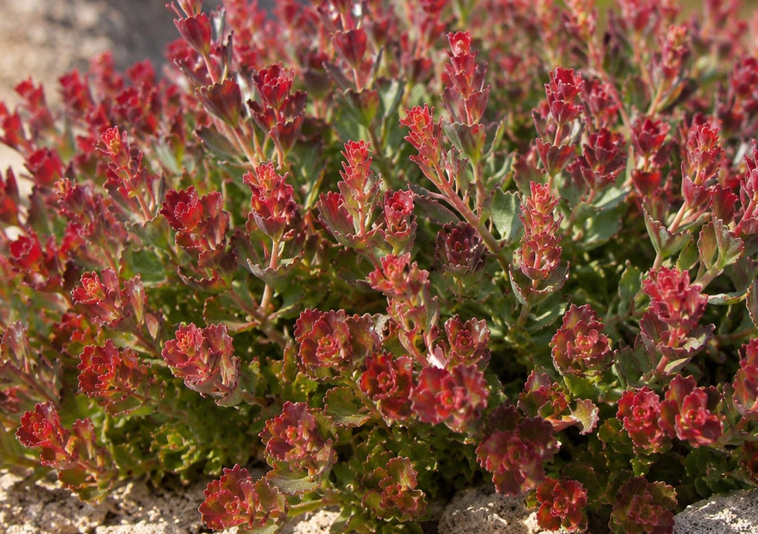 Adenanthos cuneatus - Coastal Jugflower