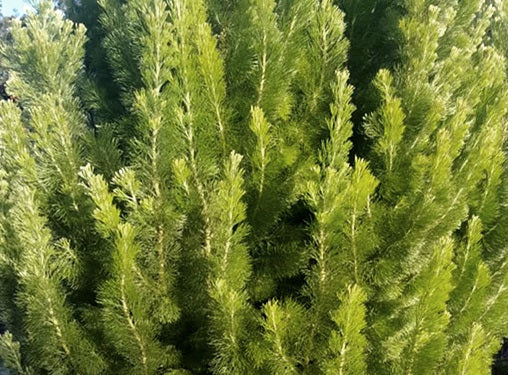 Adenanthos sericeus - COMPACT - Woolly Bush