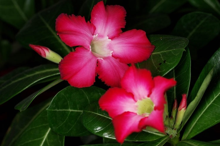 Adenium obesum - RED - Desert Rose