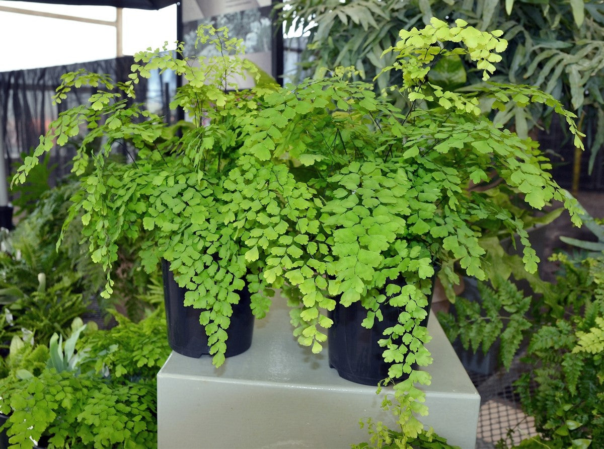 Adiantum aethiopicum - Maidenhair Fern
