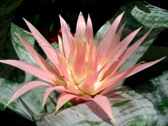 Aechmea fasciata - PRIMERA - Silver Vase Bromeliad