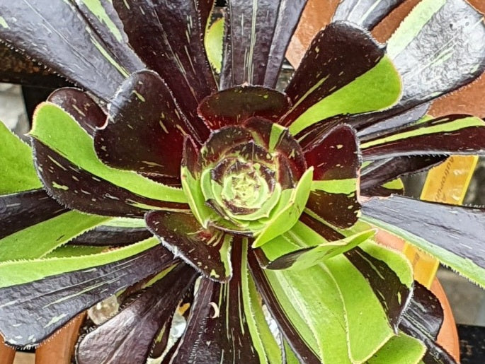 Aeonium arboreum - BIG BANG - Tree Houseleek