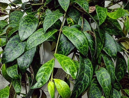 Aeschynanthus longicaulis - BLACK PAGODA - Zebra Vine Hanging Basket