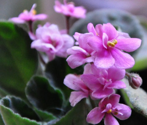 Streptocarpus sect Saintpaulia - LIGHT PINK - African Violet