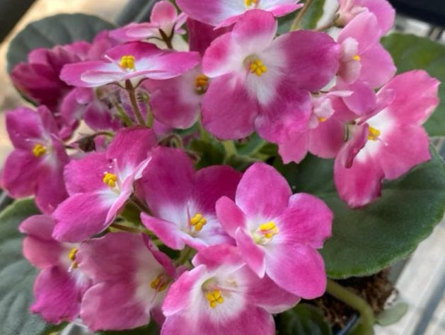Streptocarpus sect Saintpaulia - PINK WITH WHITE CENTRE - African Violet
