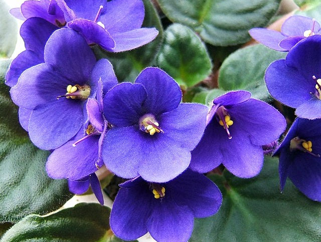 Streptocarpus sect Saintpaulia - DEEP PURPLE - African Violet