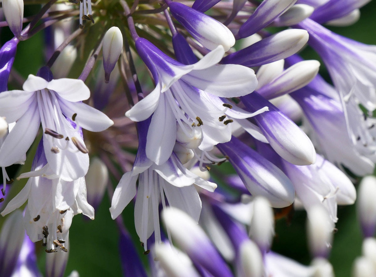 Agapanthus - FIREWORKS - Lily of the Nile 'MDB001' PBR