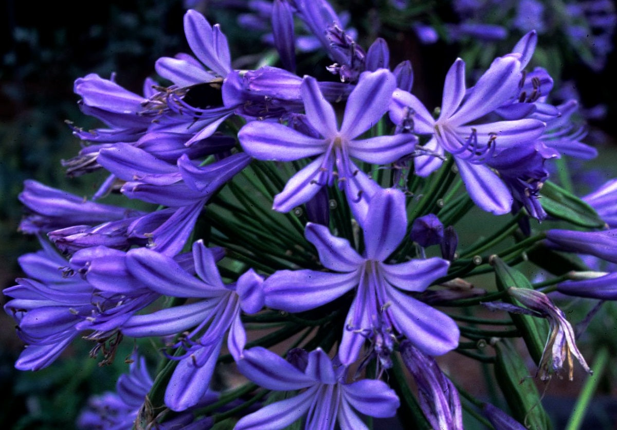 Agapanthus - PURPLE CLOUD - Lily of the Nile