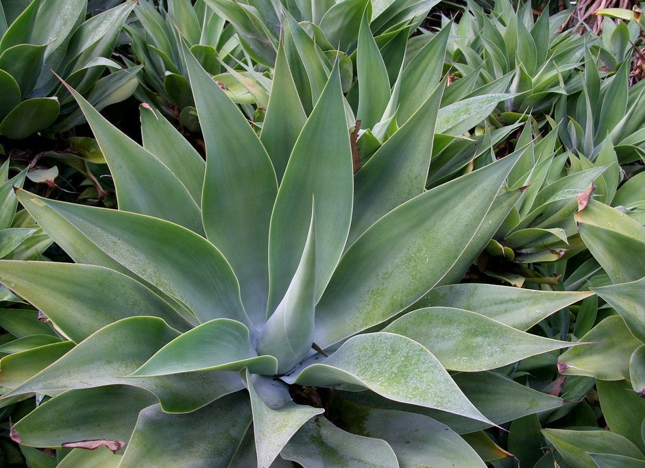 Agave attenuata - Foxtail Agave