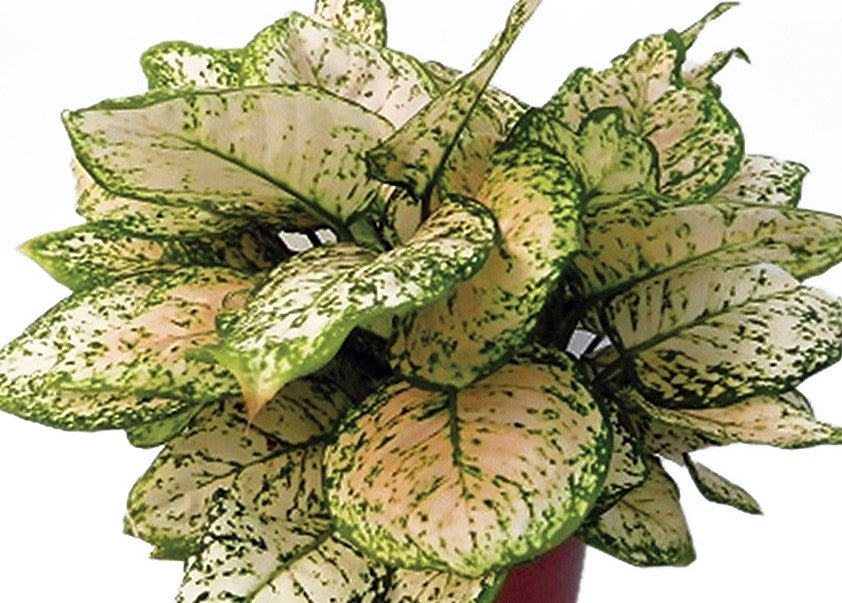 Aglaonema commutatum - EILEEN - Chinese Evergreen