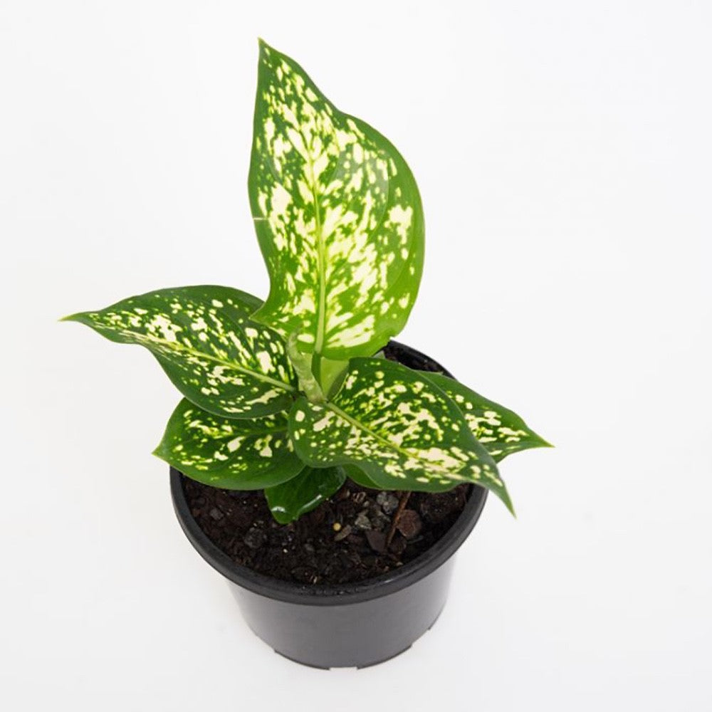 Aglaonema commutatum - EILEEN - Chinese Evergreen