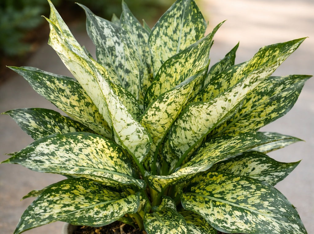 Aglaonema commutatum - THAI SNOWFLAKE - Chinese Evergreen