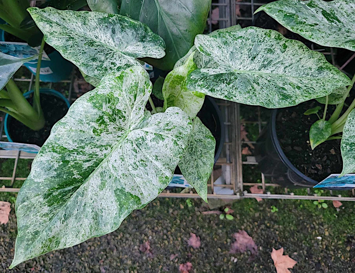Alocasia odora - BATIK - Variegated Night-Scented Lily