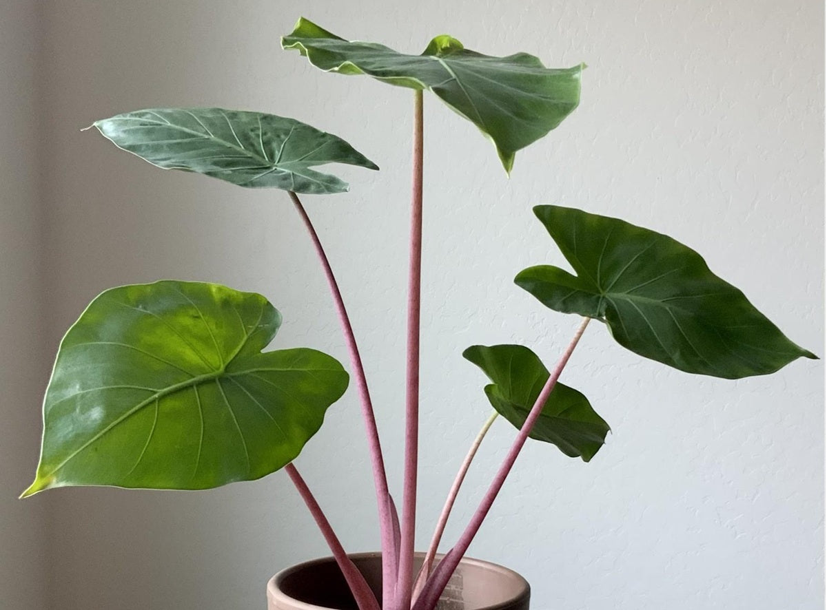 Alocasia odora x macrorrhizos - IMPERIAL RED - Giant Night-Scented Lily
